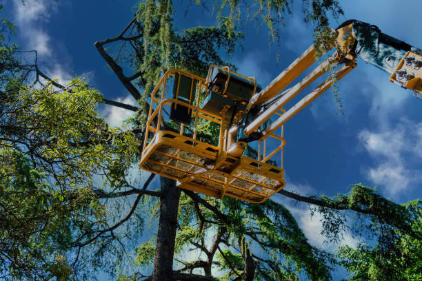 Best Commercial Tree Services  in Lincoln Village, OH